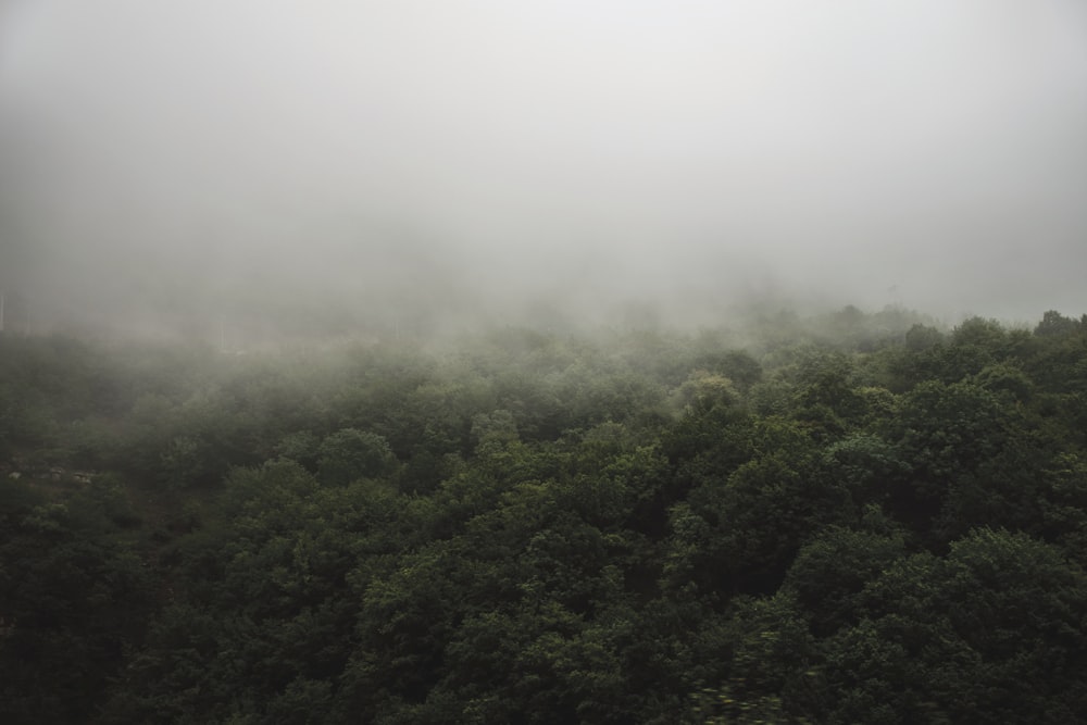 aerial photo of forest covered fog