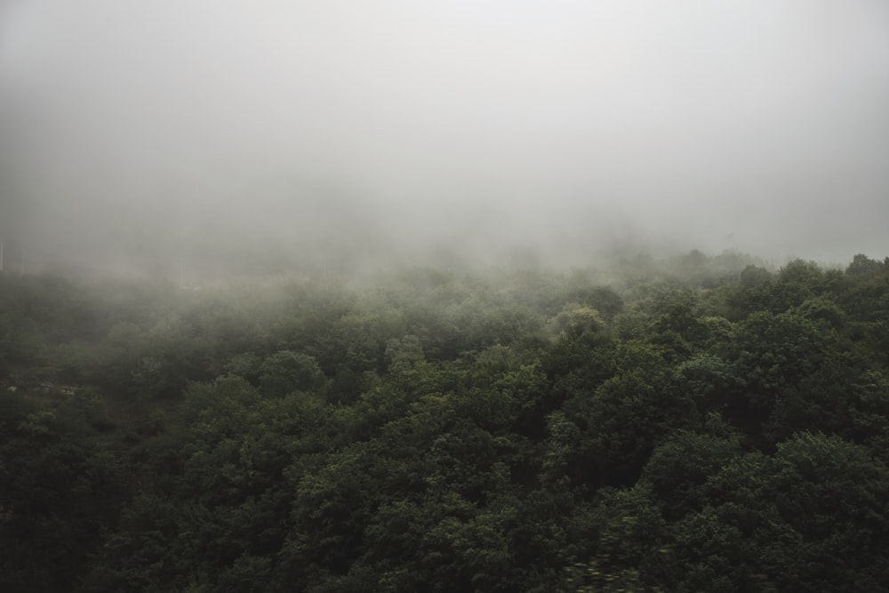 foto aerea della nebbia coperta di foresta