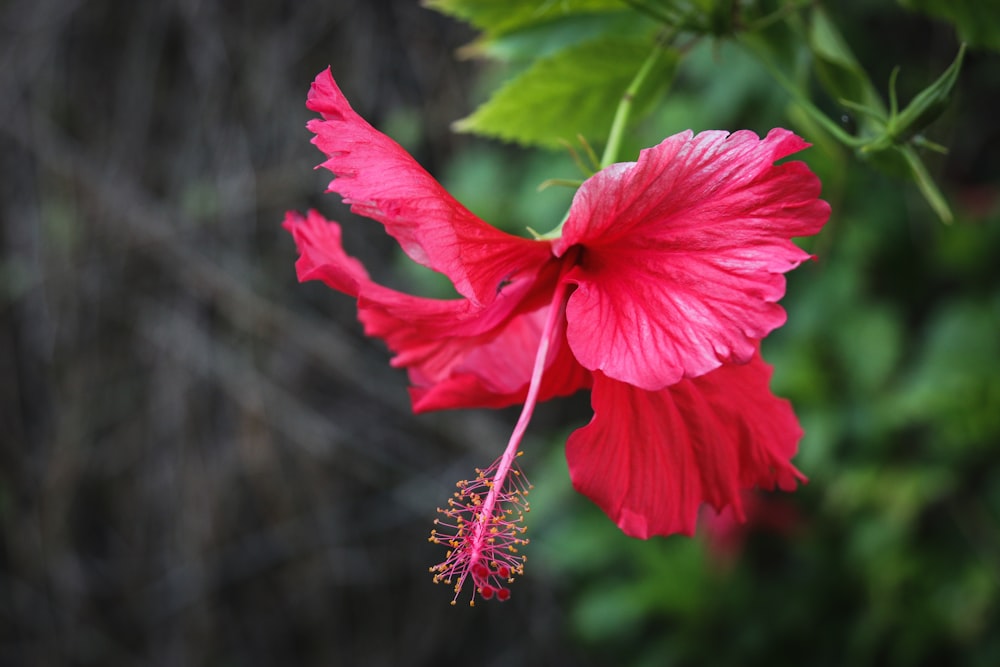 red hibiscus flower