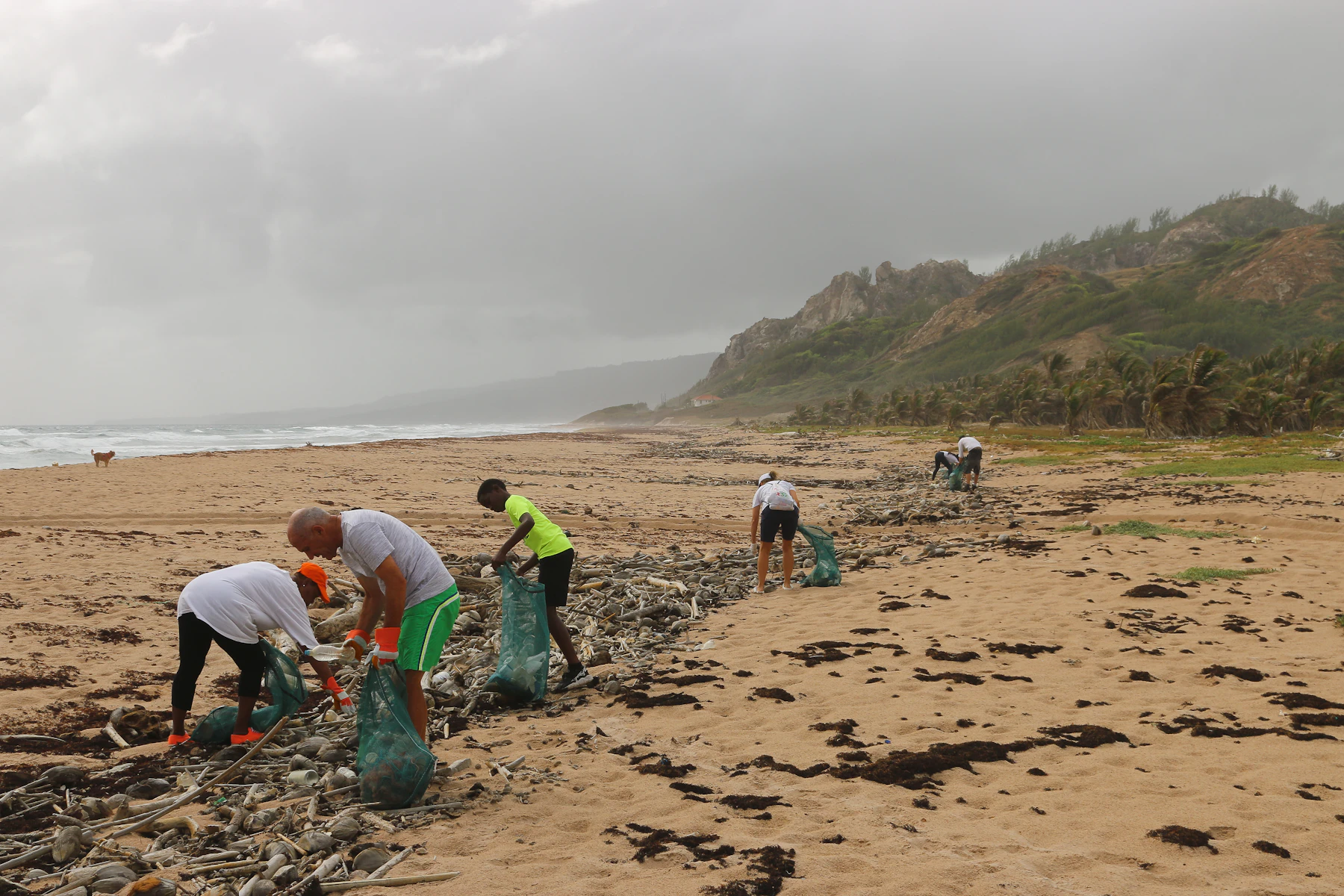 People spread along a wide sandy beach under a grey sky, bending to fill green bags with debris