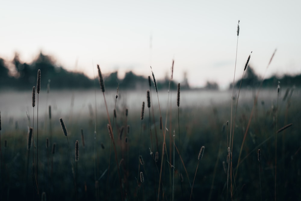 a field with tall grass and trees in the background