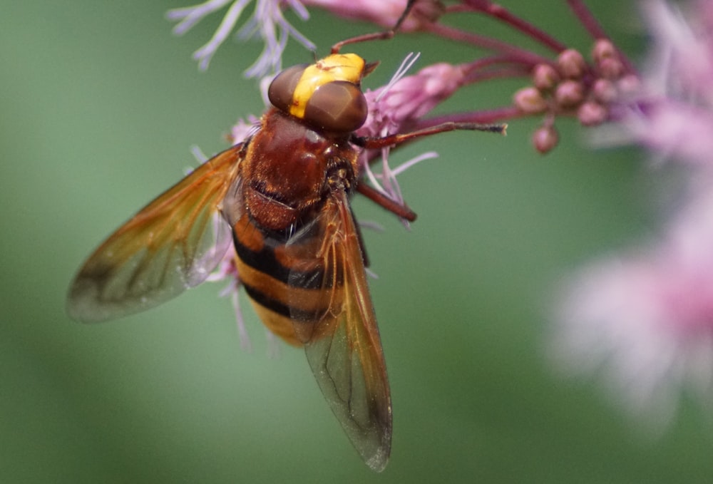 꽃에 앉아있는 꿀벌의 근접 촬영 사진