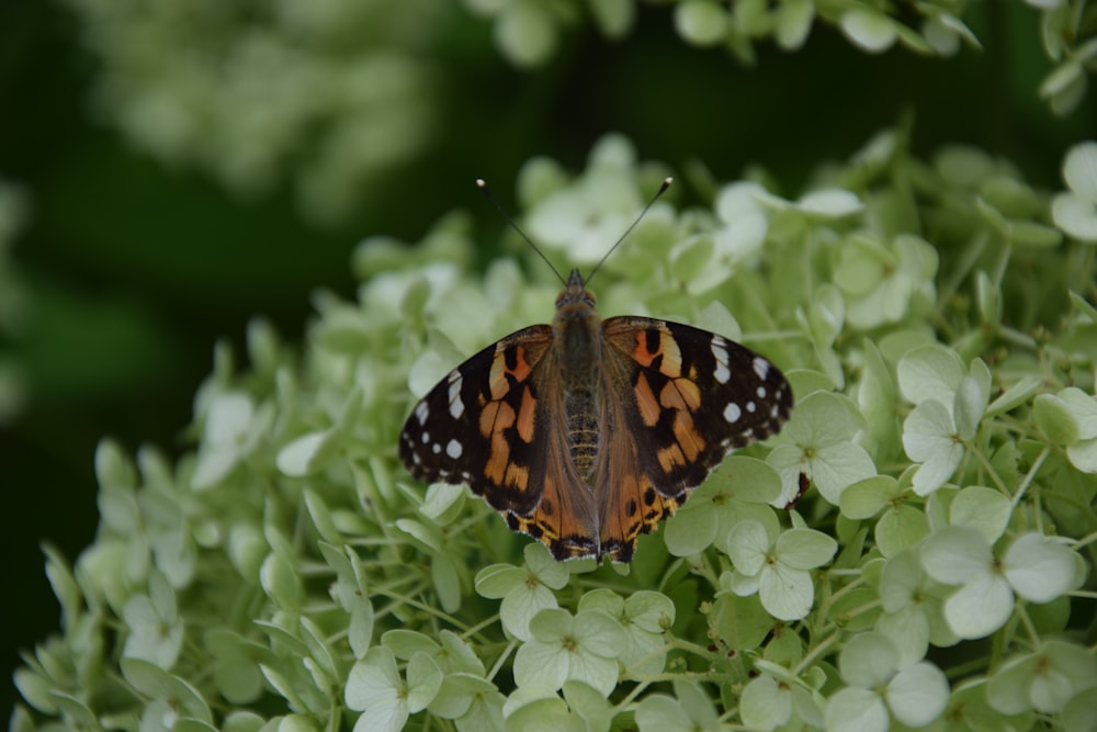 brown and black butterfly on top of green leaves