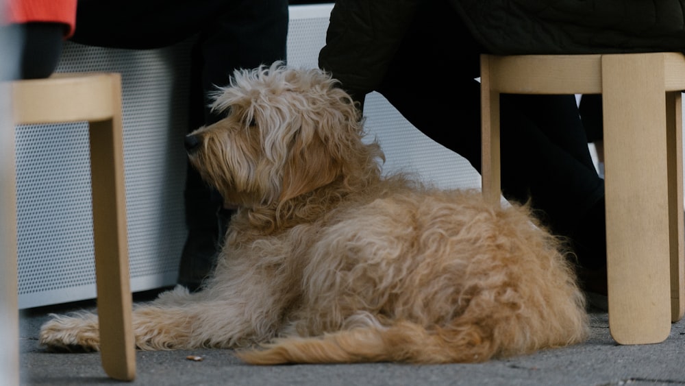 adult long-coated tan and white Shih Tzu