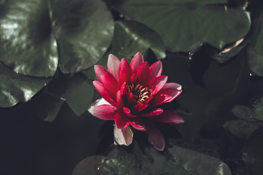 red-petaled flower