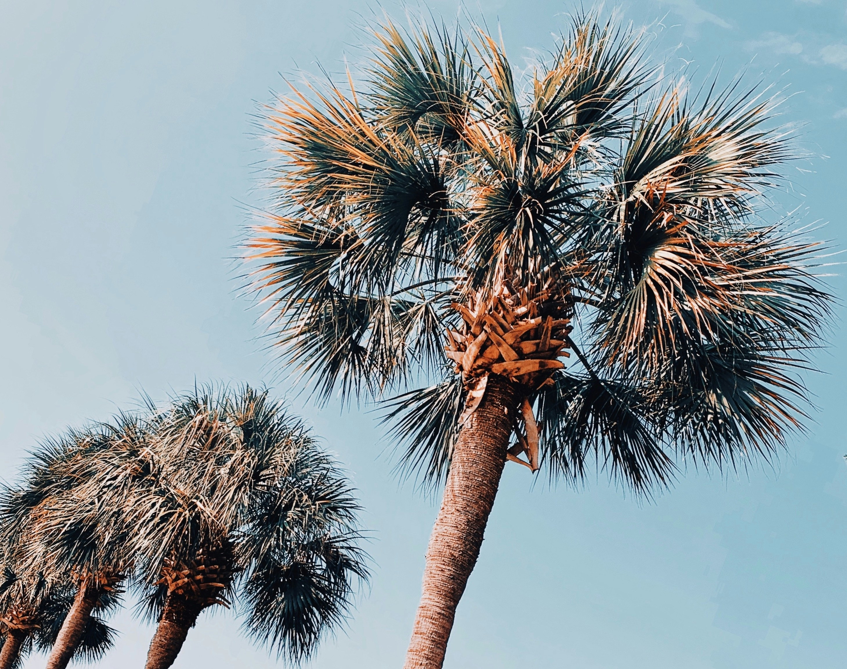 palm trees south carolina