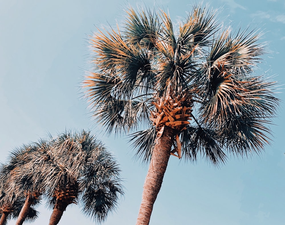 palm trees south carolina