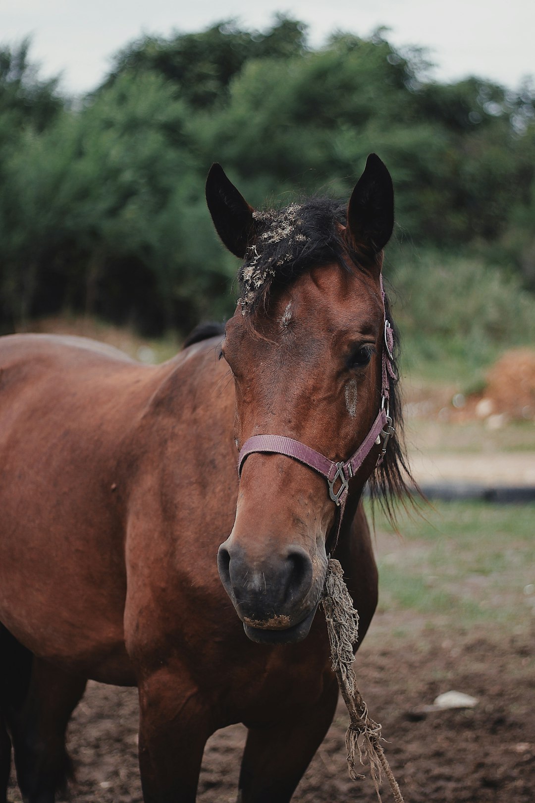 brown horse