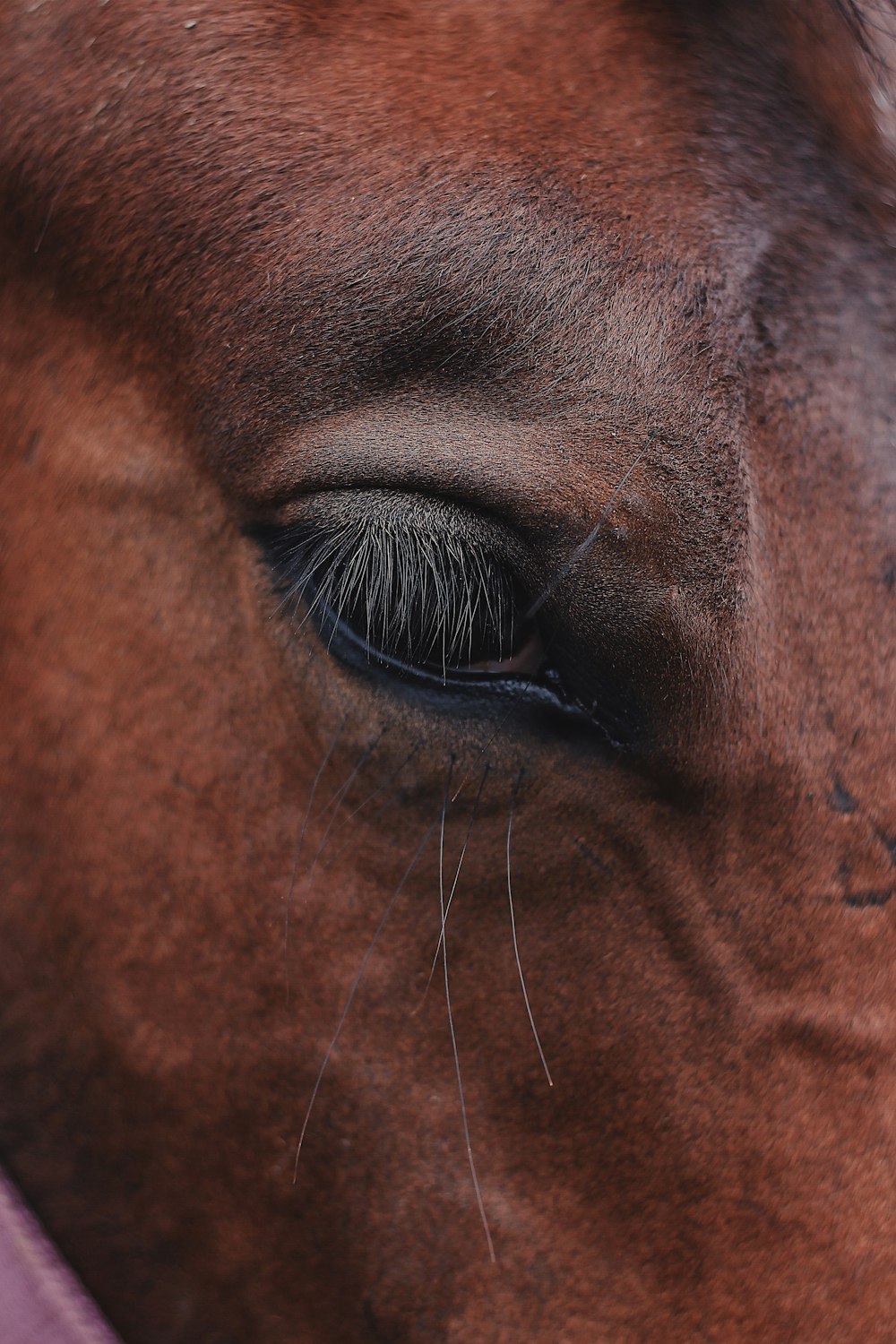 close-up photography of brown horse