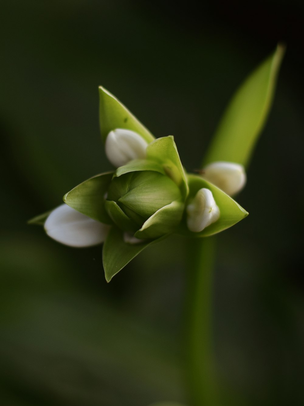 green-petaled flowers