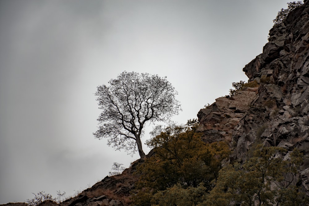 bare tree on grass mountain