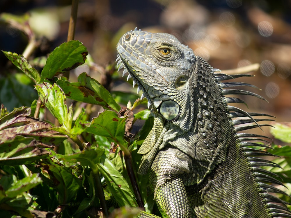 green and gray bearded dragon