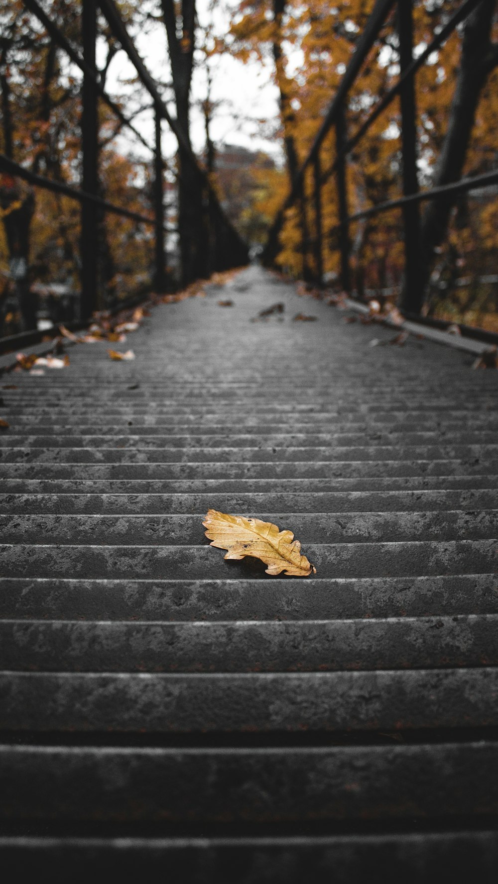 brown leaf on stair