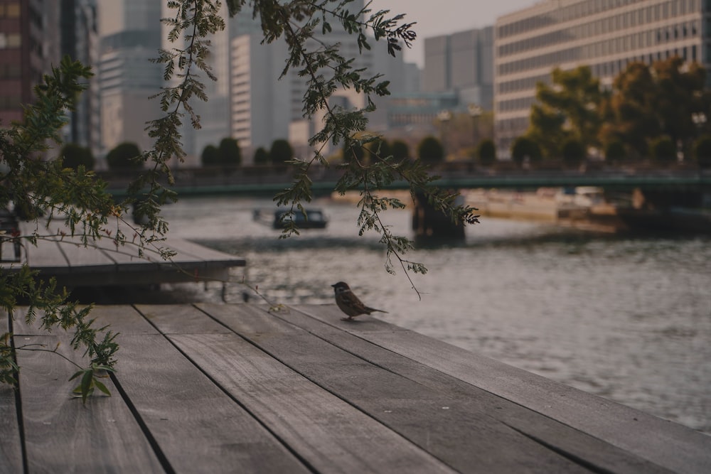 brown bird on wooden surface