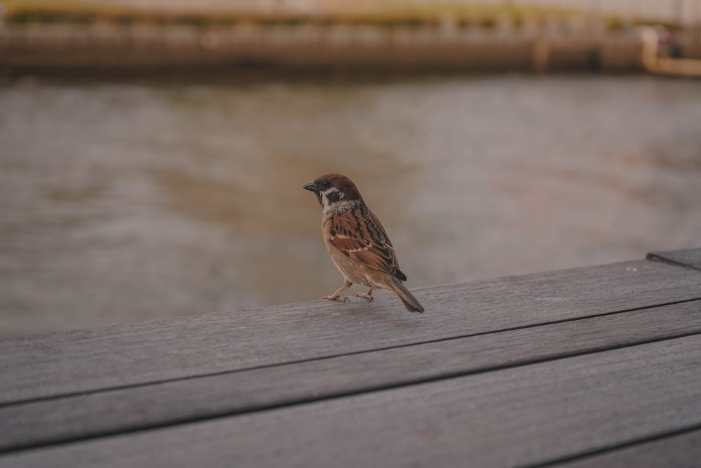 brown bird on wooden surface