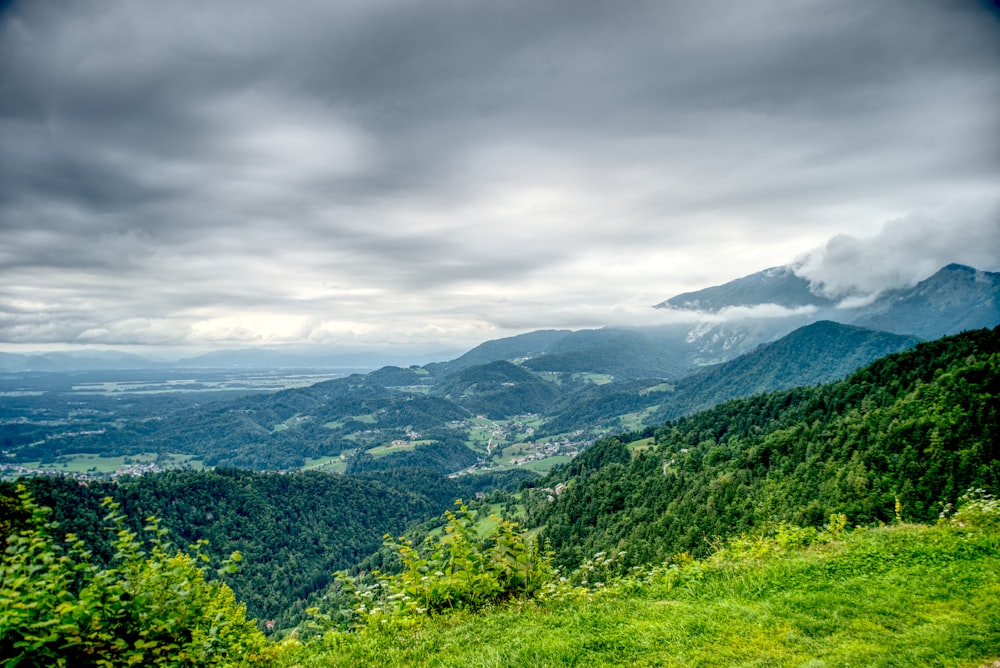 green tree lot under grey clouds