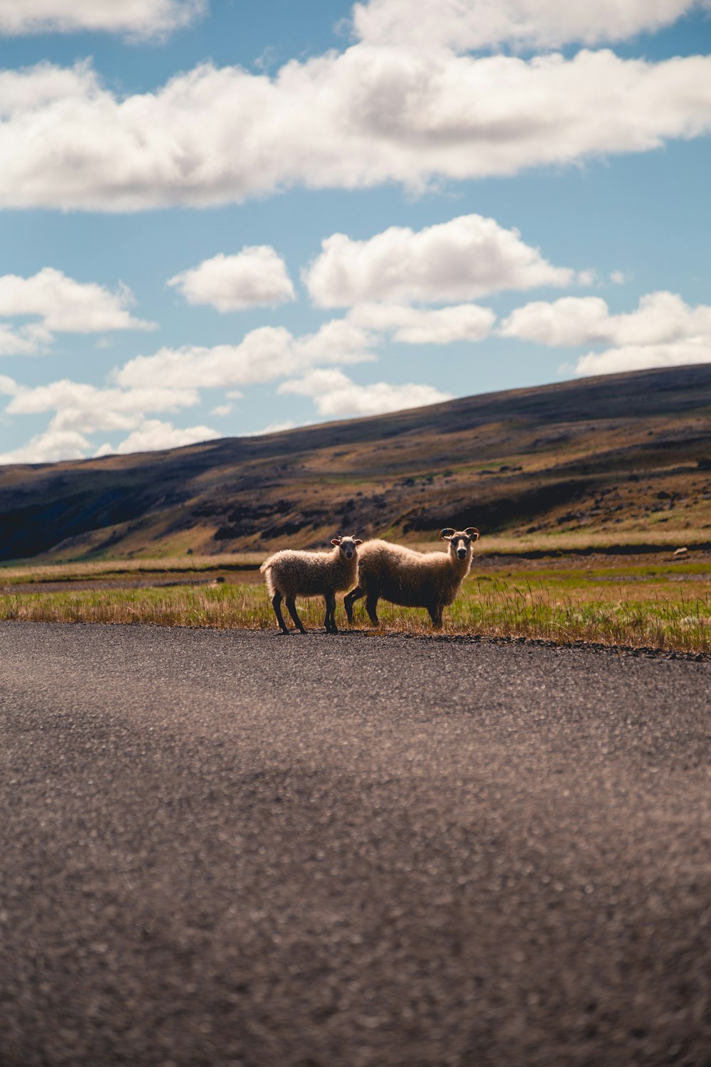 two white sheeps under white clouds and blue sky