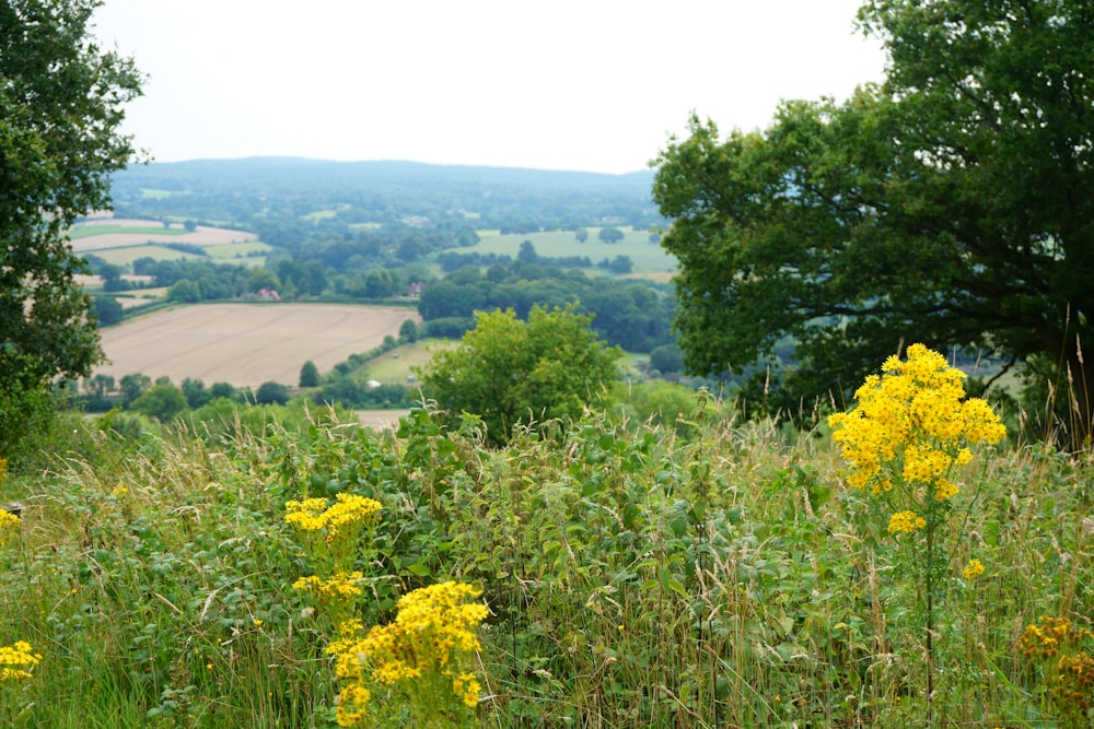 yellow flowers with green leaves near trees