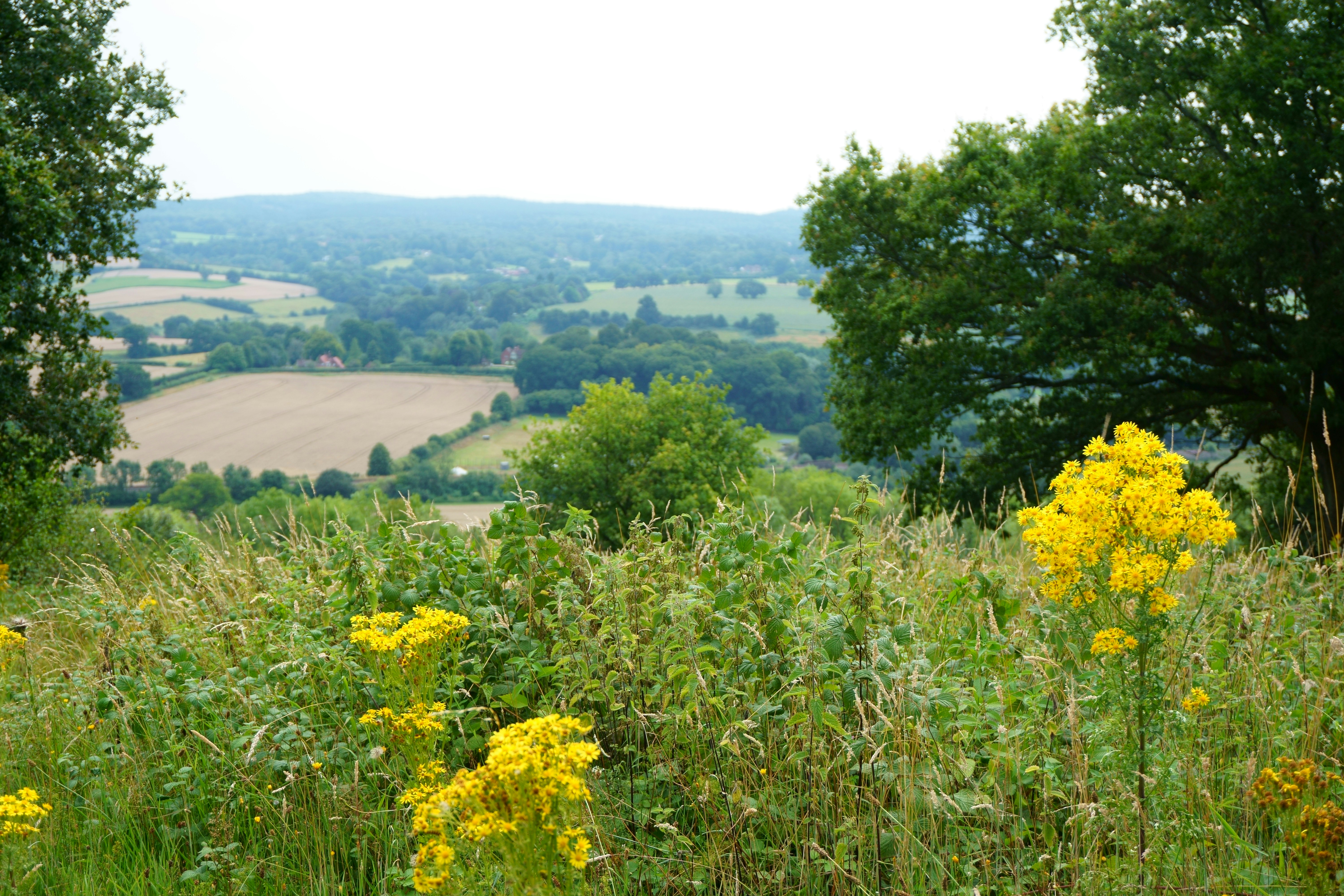 yellow flowers with green leaves near trees