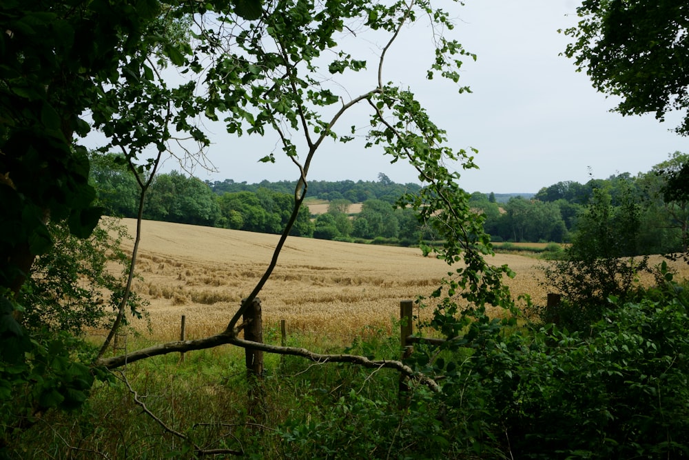 green leafed trees at daytime