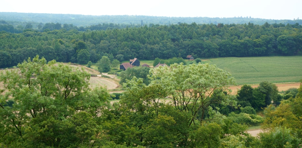 lotto di alberi verdi