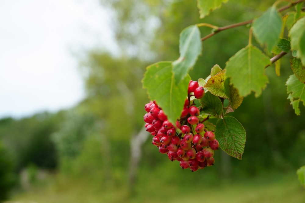 red berries hanging front plant