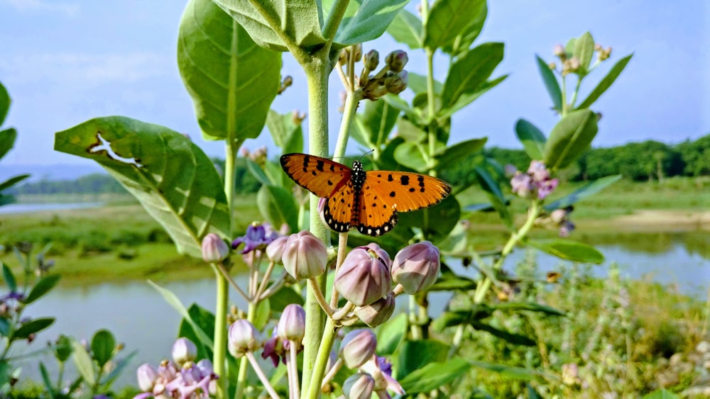 Monarchfalter schnüffelt an Blume