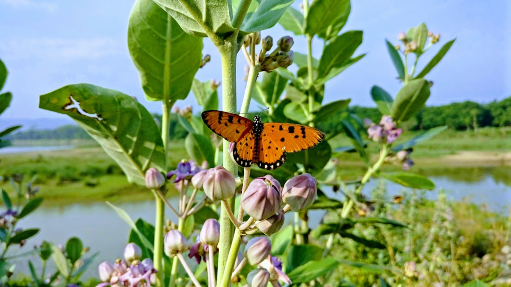 monarch butterfly sniffing on flower