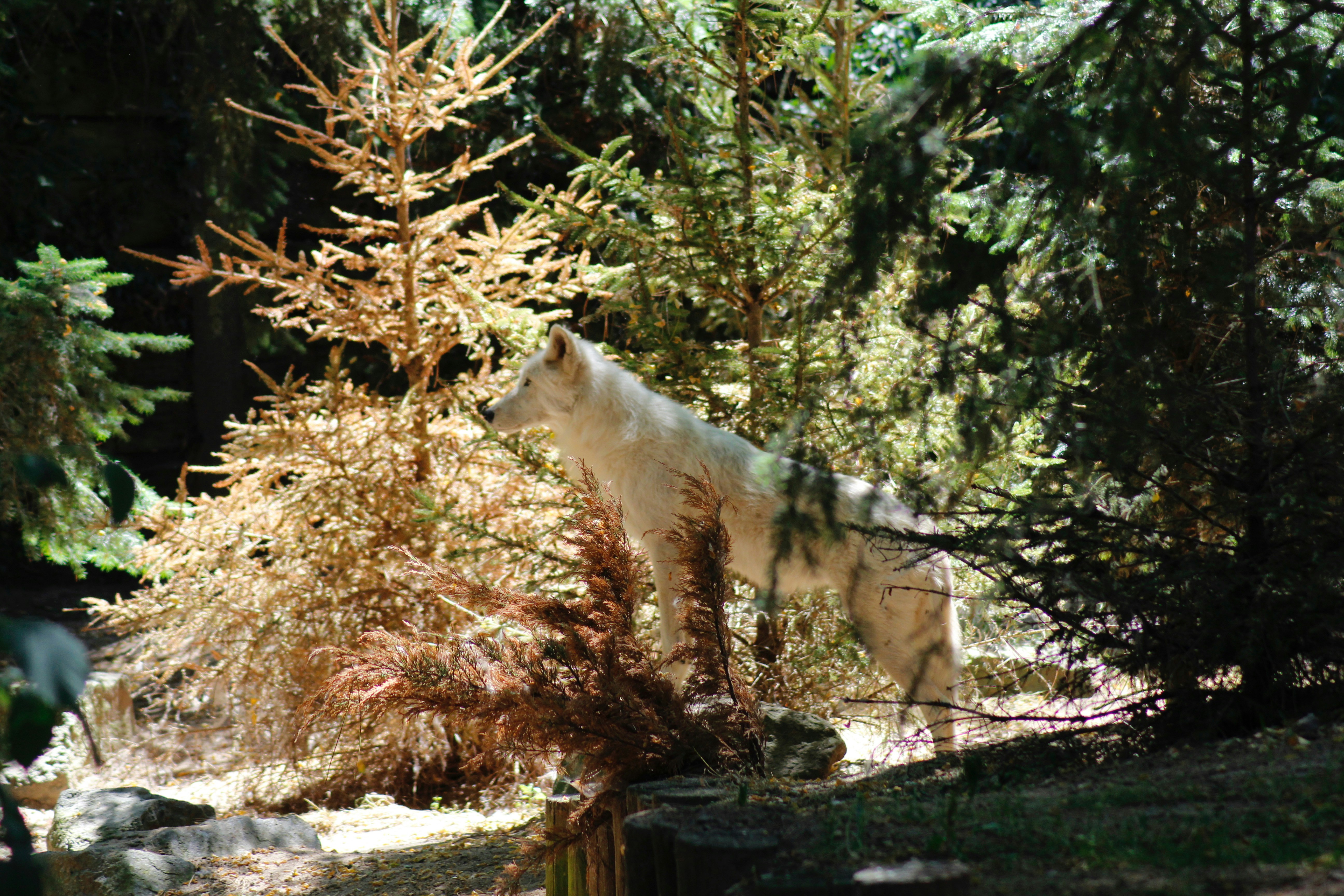 A White Wolf