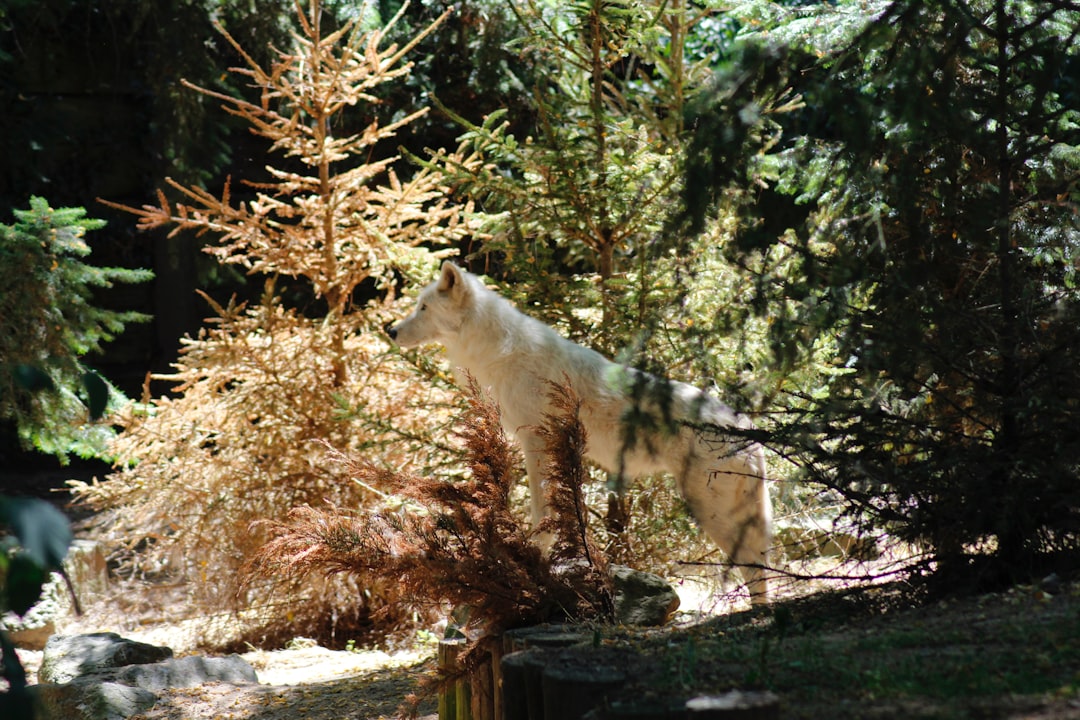 Jungle photo spot Zoo de La Flèche France