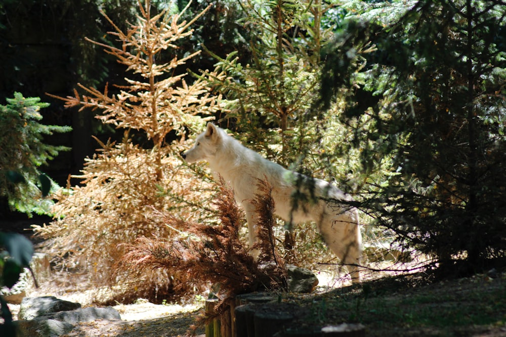 lobo branco
