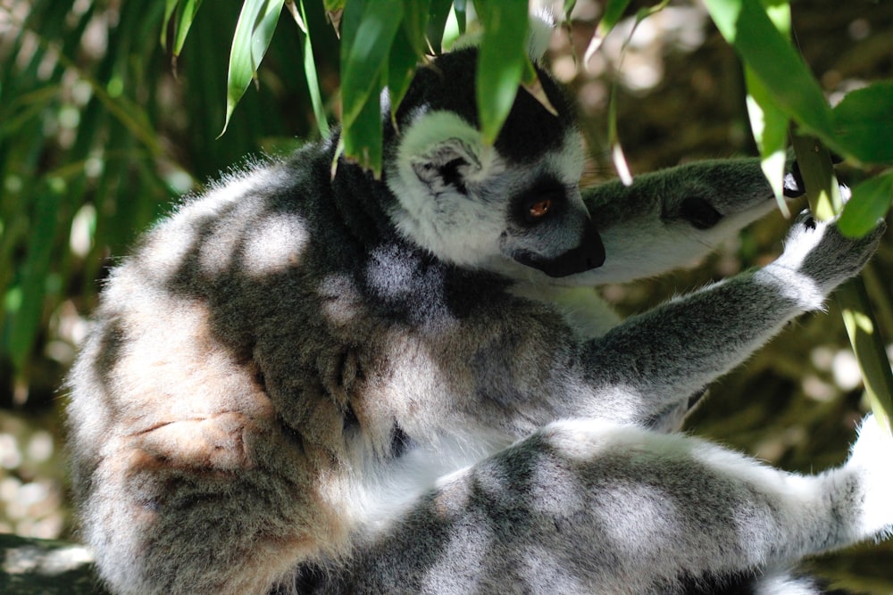 Grauer Lemur auf Fokusfotografie