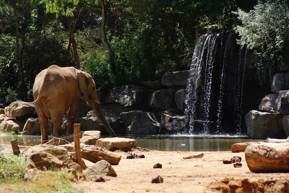 Elefante marrone accanto allo specchio d'acqua