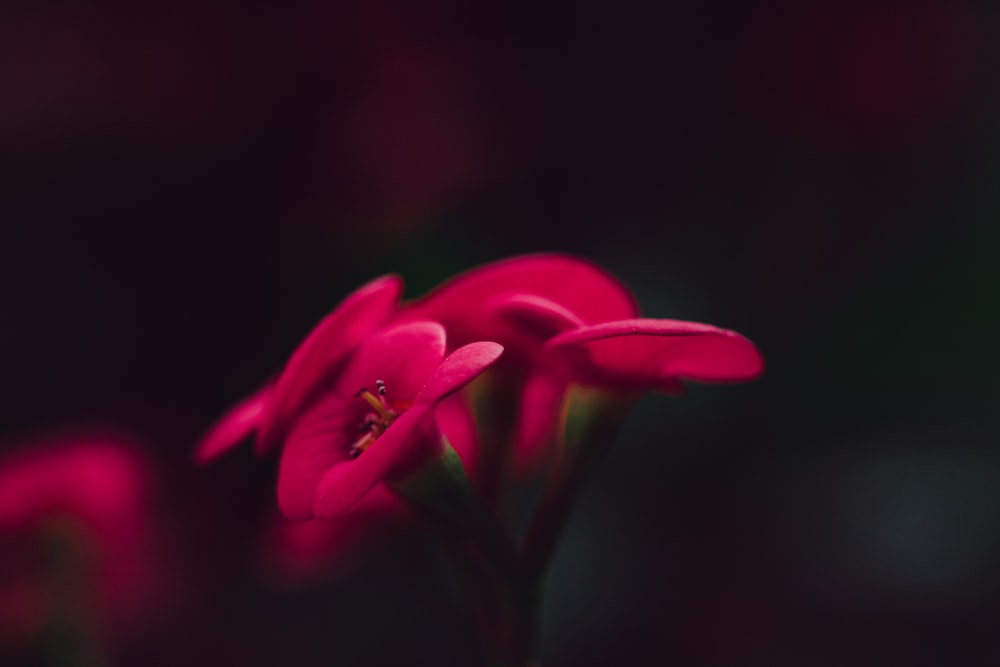 fleurs à pétales rouges épanouies