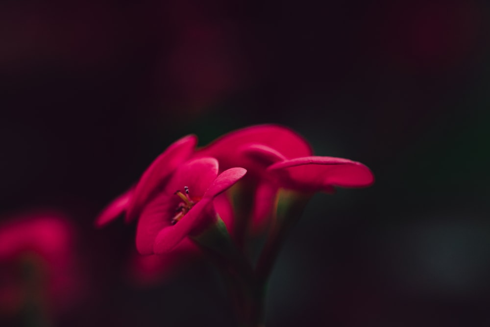 blooming red petaled flowers