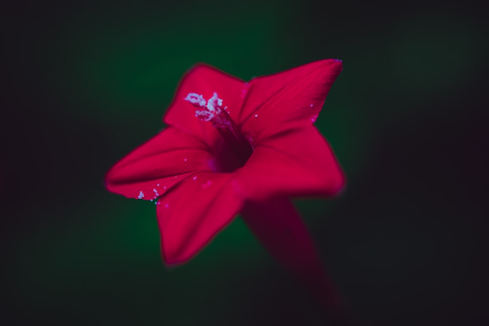 fleur à pétales rouges