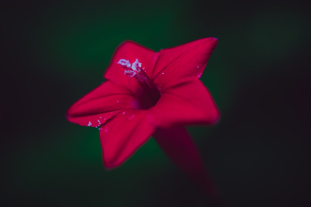 red petaled flower