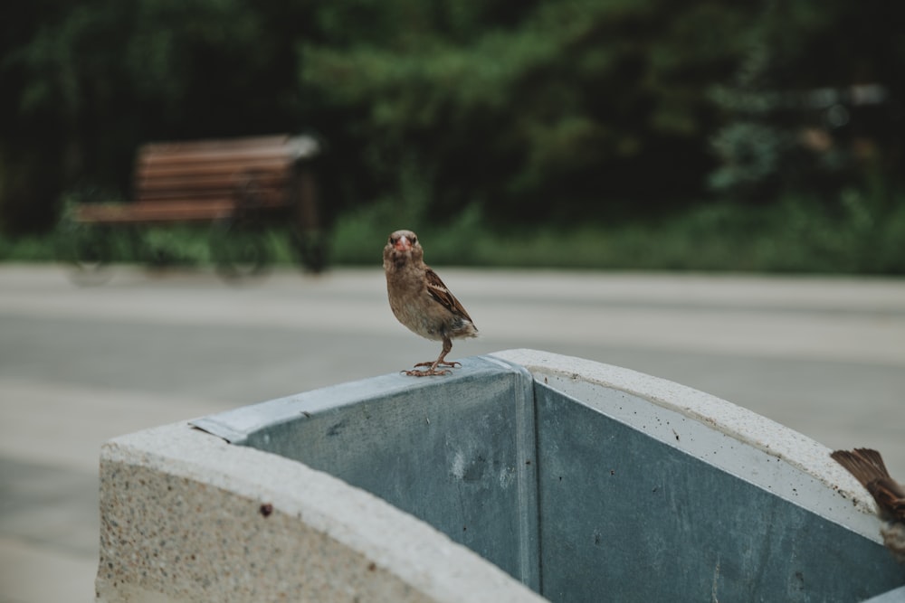 brown bird on concrete block