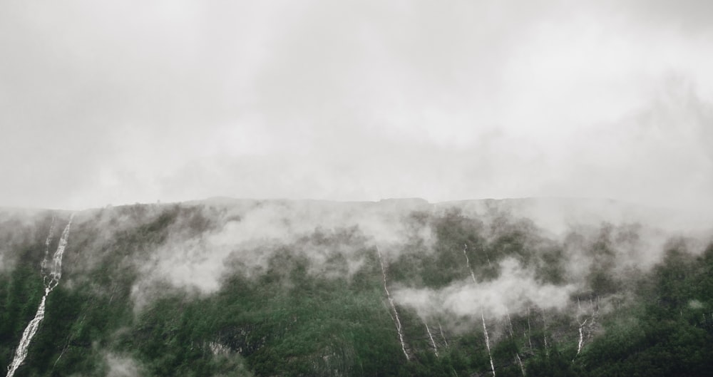 forest covered in fog