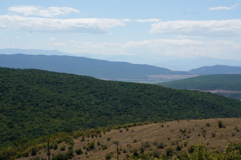 green trees