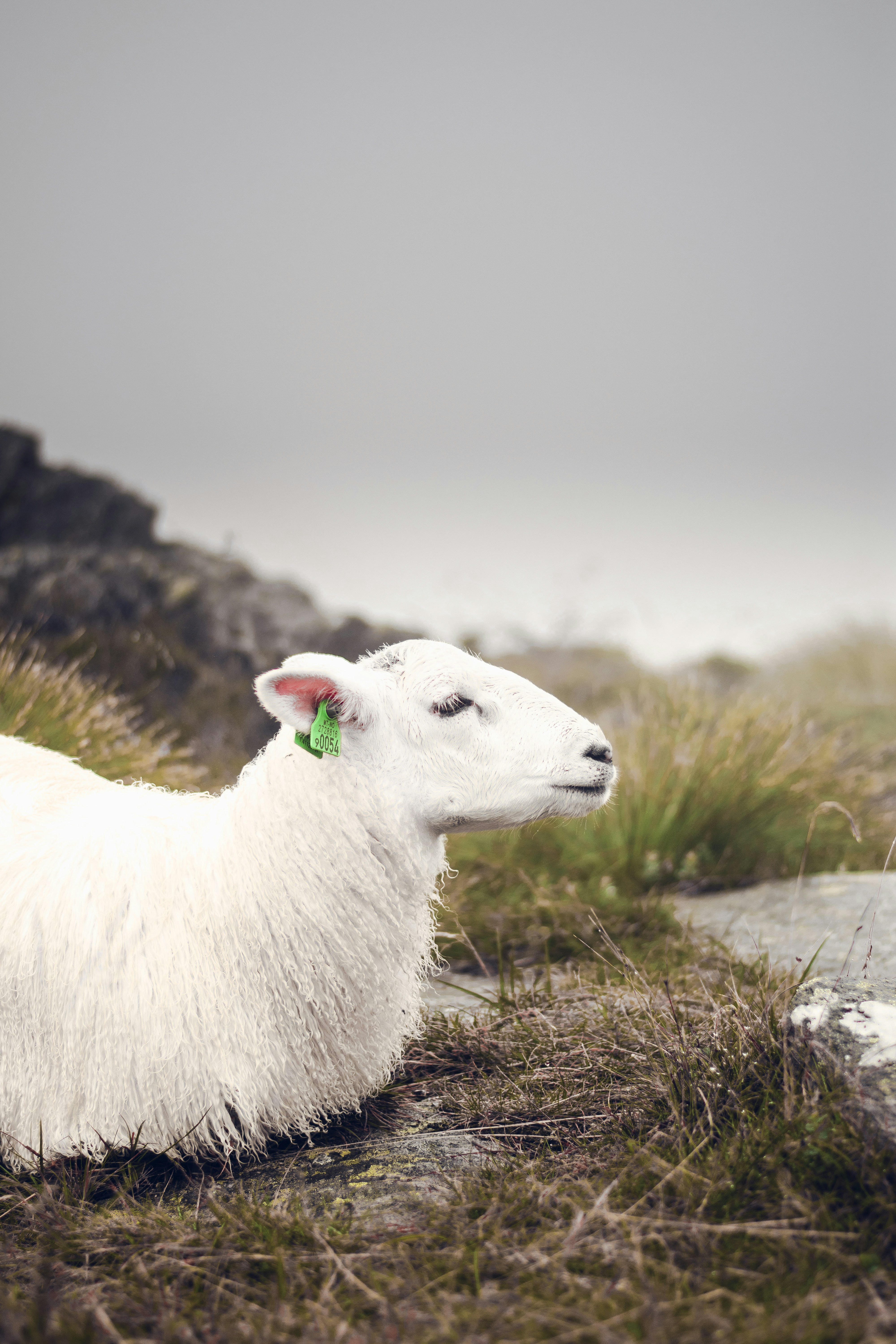 white goat