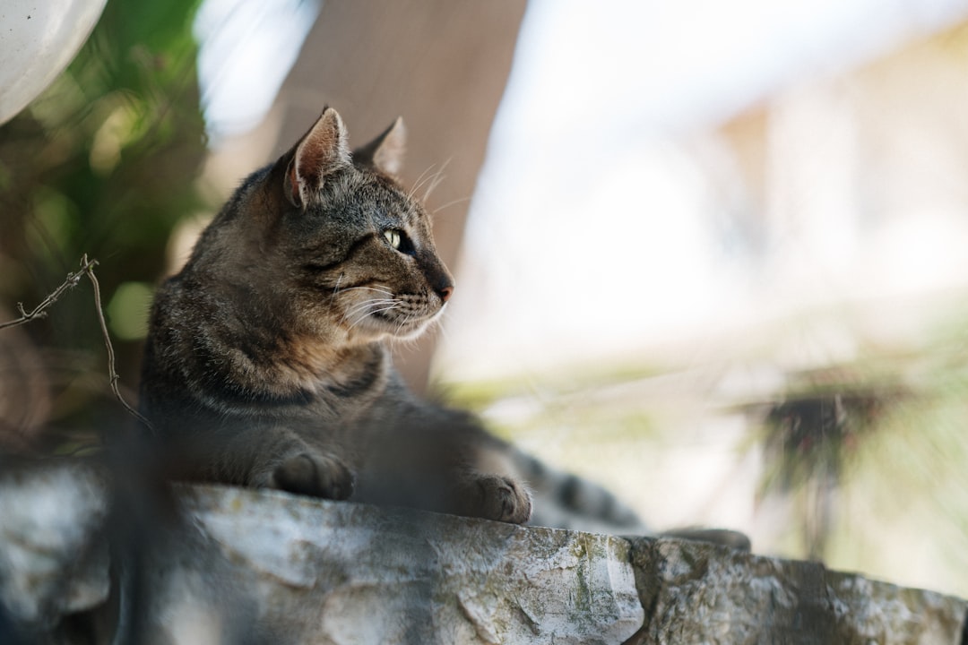 brown cat on stone