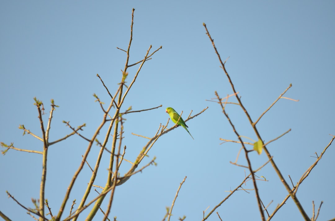 green budgerigar on bare tree