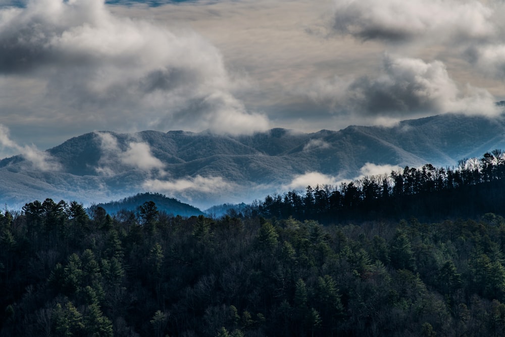 pine trees and foggy mountain scenery