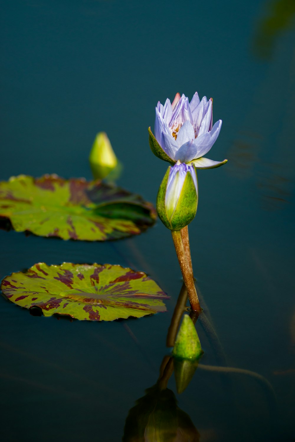 yellow lotus flower