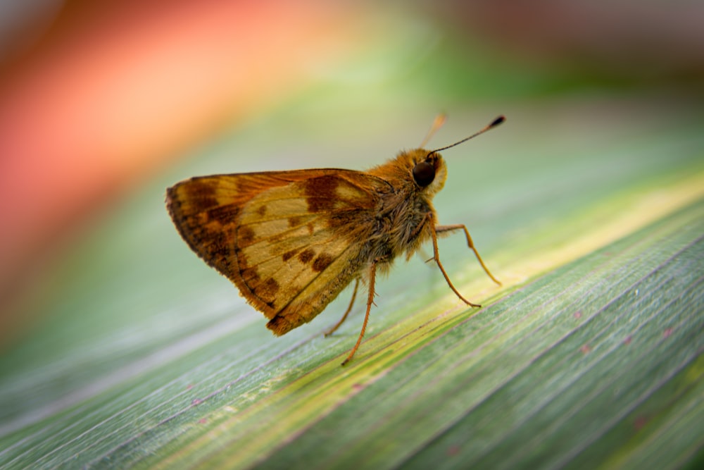 brown moth