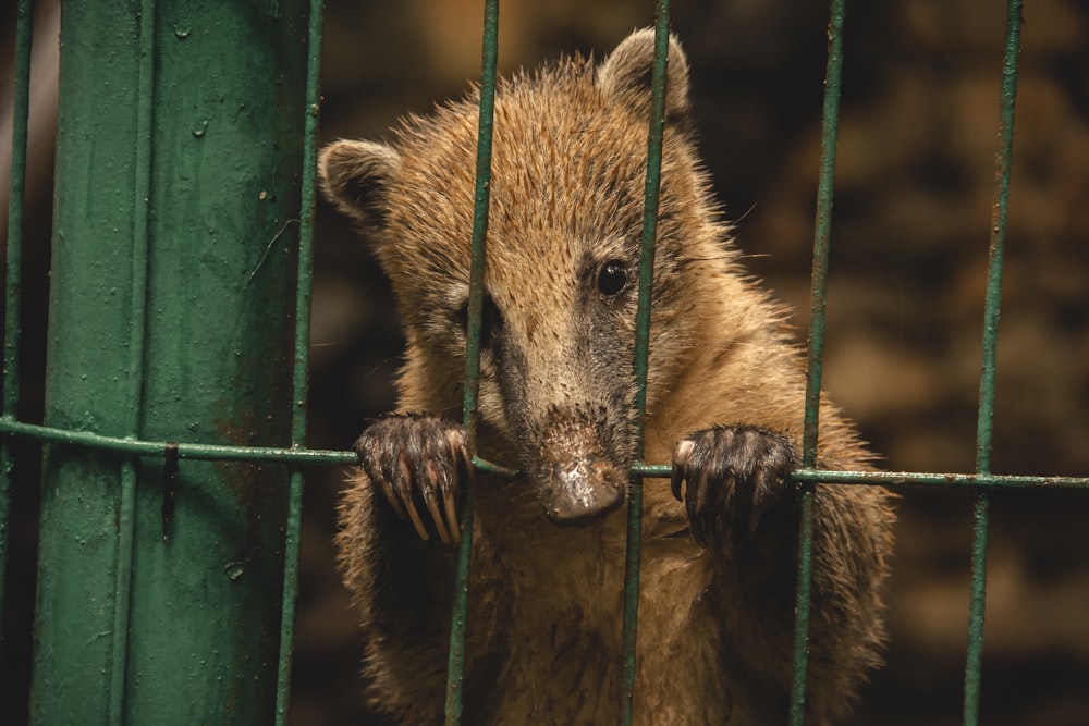 animal marrom na gaiola