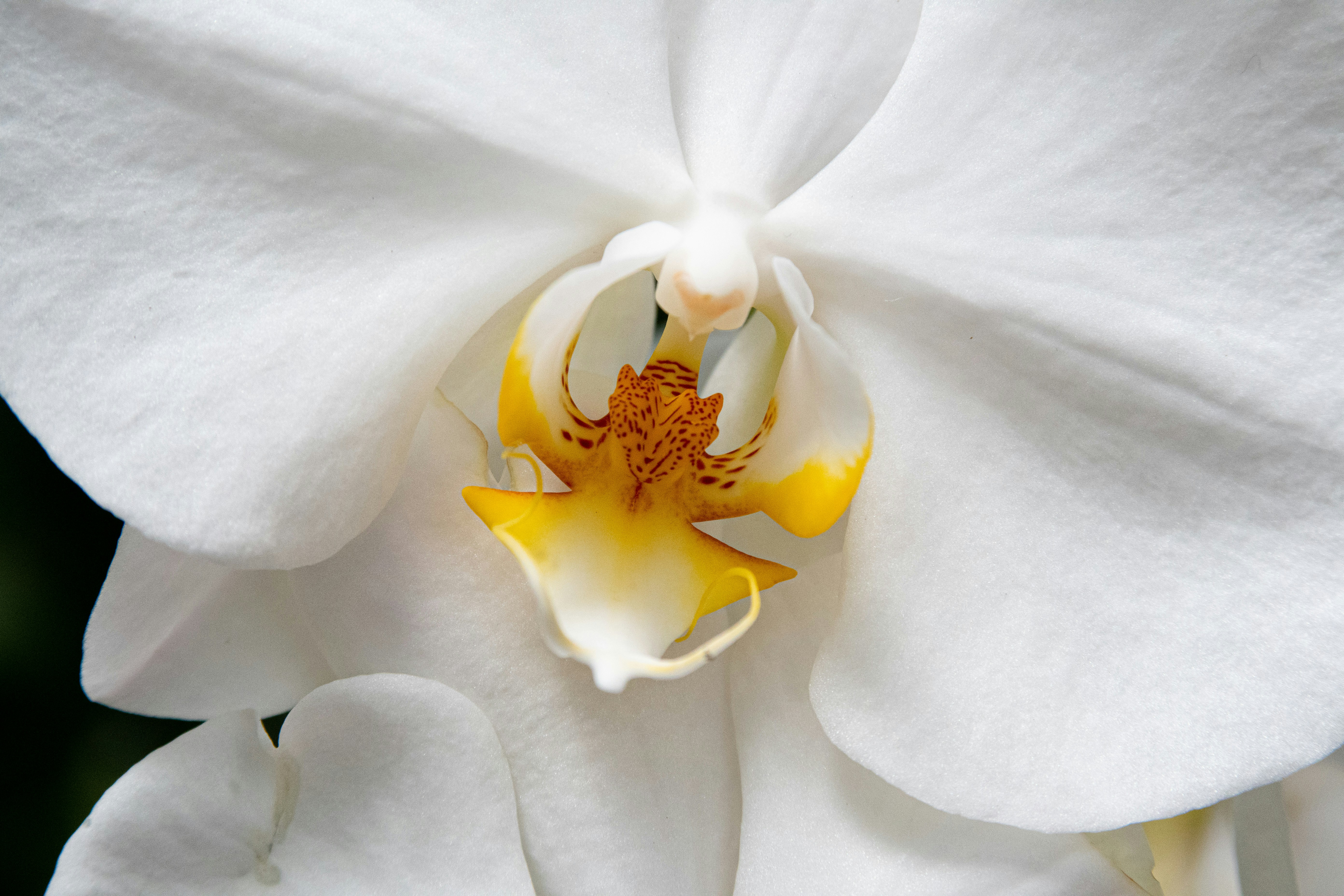 White Orchid Pictures Download Free Images On Unsplash