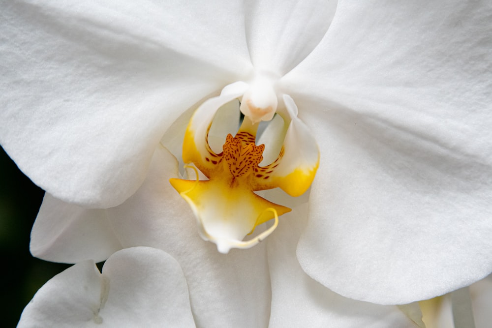 white petaled flower close-up photography