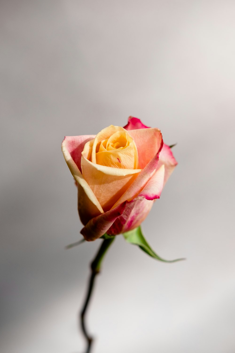 yellow and red petaled flower close-up photography